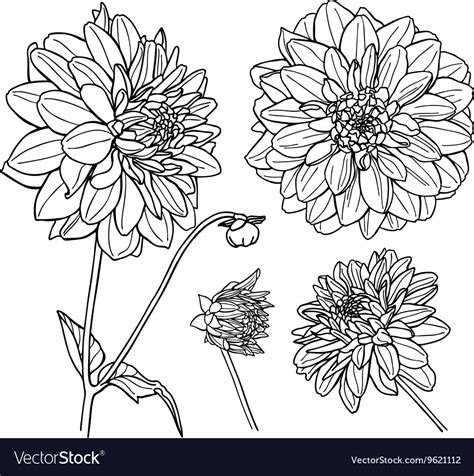 India culture and decoration concept. Dahlia flower set Line art Royalty Free Vector Image