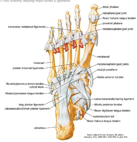 Tendons And Ligaments In Foot And Leg Peroneal Tendonitis Causes