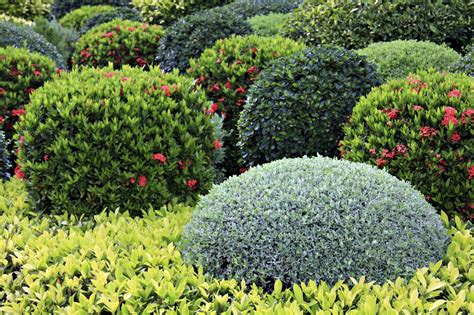 Landscaping bushes and shrubs along with garden design can make such a curb appeal. Learn About Landscaping Shrubs And Their Uses