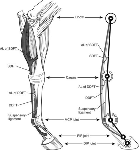 The Biomechanics of the Equine Limb and Its Effect on Lameness