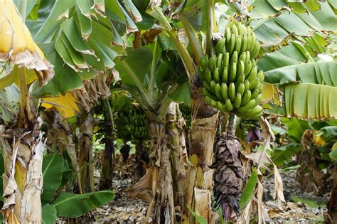 Growing Vegetables In Banana Stems The Survival Gardener