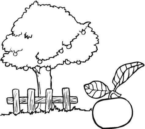 It suffers a bit from fire blight, otherwise it's a beautiful tree year round. Apple tree coloring page