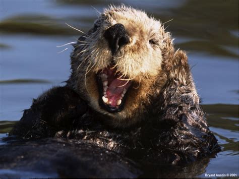 Two Paws Up The California Sea Otter Is Making A Comeback