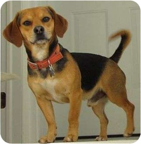 The beagle lab mix is a smart crossbreed who always wants to explore his surroundings. Glenwood, MN - Beagle. Meet Blaze a Pet for Adoption.