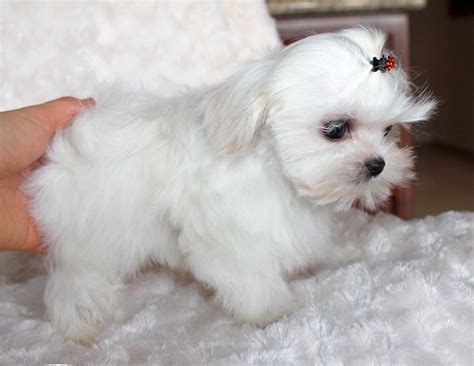 Micro Teacup Maltese Puppy For Sale Platinum Puppy Cobby With