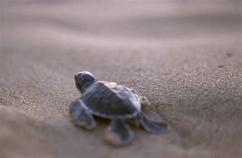 A Green Sea Turtle Hatchling Races Photograph By Jason Edwards