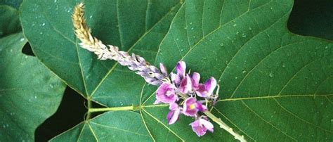 Kudzu Health Benefits Uses And Side Effects Medicinal Herbs Herbs