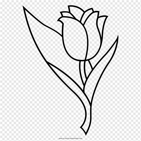 Desain Bunga Tulip Menggambar Buku Mewarnai Bunga Tulip Putih Anak