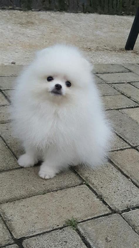Pomeranian puppies for sale born november twelth and will be ready to go to a new home january seventh they have their first puppy shots, health c… Pomeranian Puppies For Sale | Florida, NY #203916