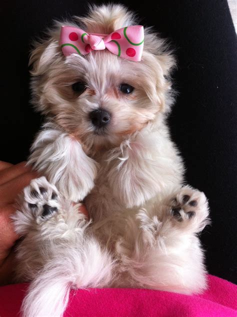 Baby Girl Maltese Teacup Puppies Maltese I Love Dogs Dog Love