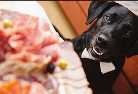 30 foods cats can and can't eat. People Foods Your Dog Can Eat: Pictures