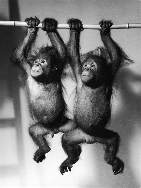 Orangutan Pongo Pygmaeus Babies Photograph By Toni Angermayer Fine
