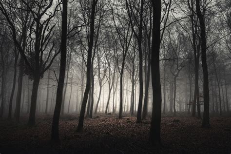 The Worlds Most Haunted Forests