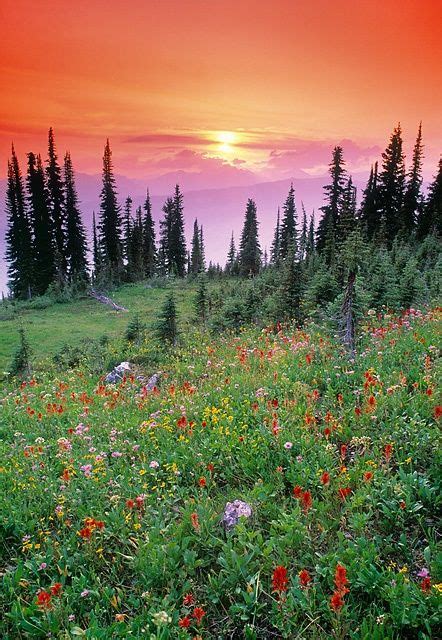 Alpine Wildflower Meadow At Sunset Mount Revelstoke National Park Bc