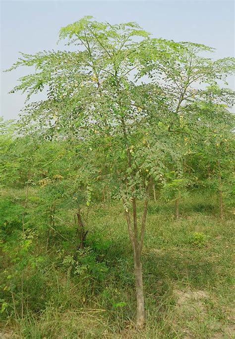 7 Miraculous Benefits Of Moringa Sohanjna Forestrypedia