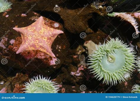 Bat Star Starfish Asterina Miniata Royalty Free Stock Photography