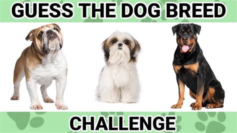 Guess The Dog Breeds Guess Up Challenge Jsr Quiz Youtube