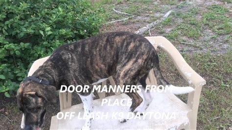 2yr Old Plott Hound Lucy Hound Dog Trainers Daytona Beach Dog