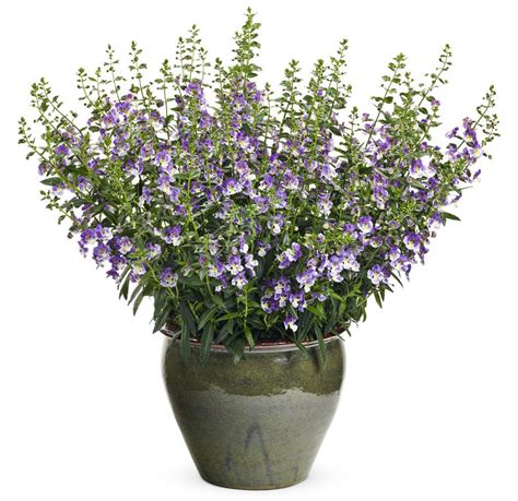 Angelonia Angelface Blue Proven Winners Plants Container Gardening