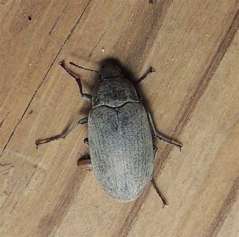 Grey Beetle Bugguidenet