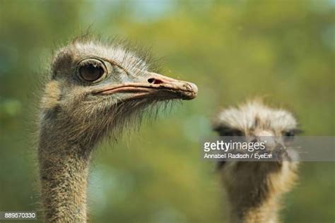 Ostrich Head Photos And Premium High Res Pictures Getty Images