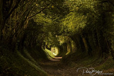 Halnaker Tree Tunnel Landscape Photography Philip Bedford Photography