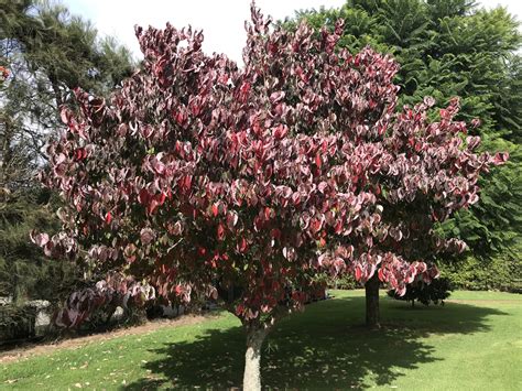 For white flowers, chinensis and 'china girl' are particularly popular. Cornus florida Cherokee Princess - Flowering dogwood ...