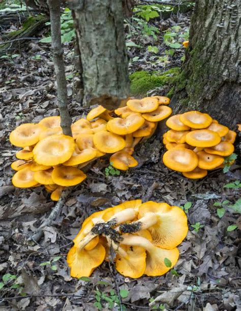 Jack Olantern Mushrooms A Poisonous Chanterelle Look A Like