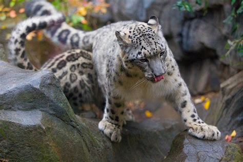 Snow Leopard Cats Photo 36453873 Fanpop