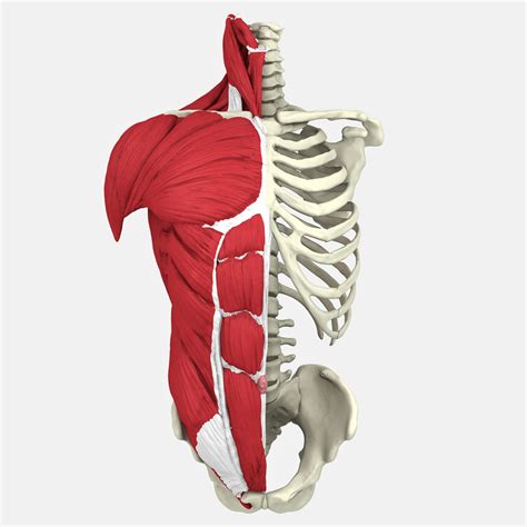 On this page, you'll find links to descriptions and pictures of the human b. 3D human male torso model - TurboSquid 1213820
