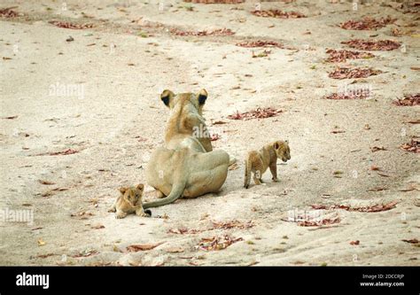 Lioness With Newborn Cubs Lion Panthera Leo South Luangwa National