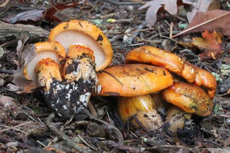 Tricholoma aurantium - identifier-les-champignons.com