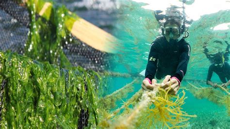 Watch Seaweed Farming At Another Level Youtube