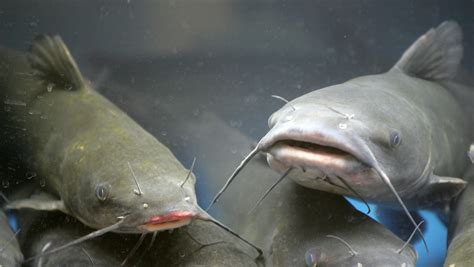Mississippi Catfish Company Recalls 345 Tons Of Adulterated Product