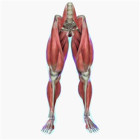 Human Leg Muscles And Bones Human Leg Muscle Wall Decor Knee Bone Anatomy Poster By Artollo