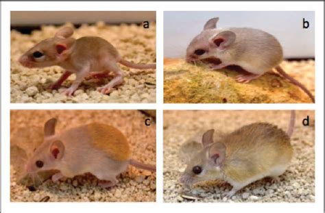 The African Spiny Mouse Acomys Spp As An Emerging Model For