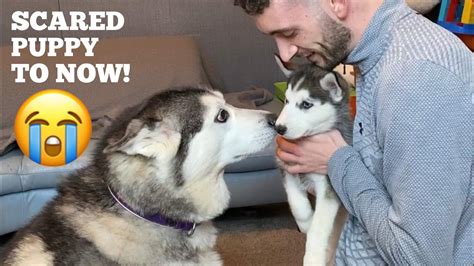 Eyes and ears 2 weeks. Life With Husky Puppy; From Day One Till Now!! [UNSEEN ...