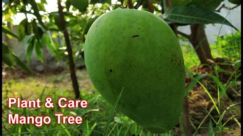 Mango Tree Planting And Care Youtube