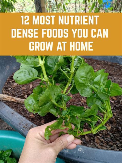 12 Most Nutrient Dense Foods You Can Grow At Home Food Garden