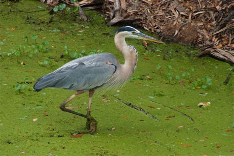 How To Identify Birds In Florida Florida Hikes