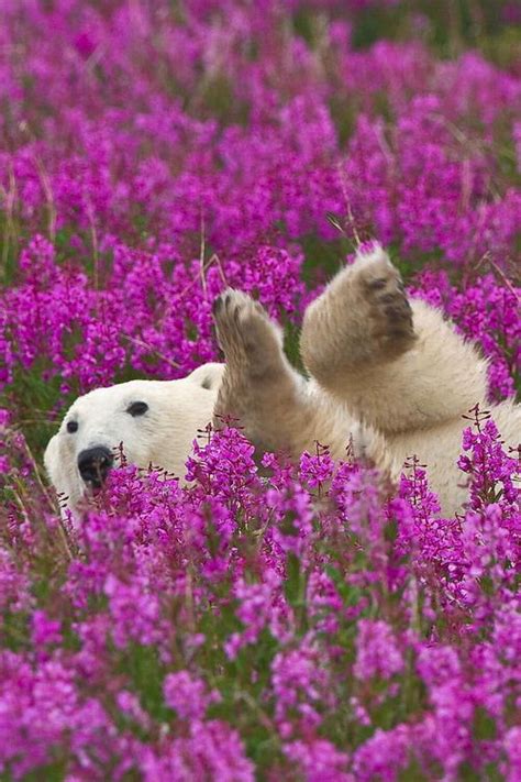 See a recent post on tumblr from @juliamstarr about flowers. Polar Bear Rolling In a Heather Field | LuvBat