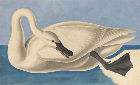 Audubons Watercolors Pl 406 Trumpeter Swan Audubons Watercolors