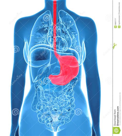 New users enjoy 60% off. Female Abdomen Organs With Highlighted Stomach Stock Illustration - Illustration of body ...