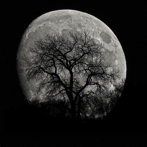 Tree Silhouette On Moon Photograph By Ernie Echols