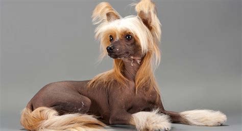 Chinese Crested Dog Breed Information Powderpuff And Crested Dogs