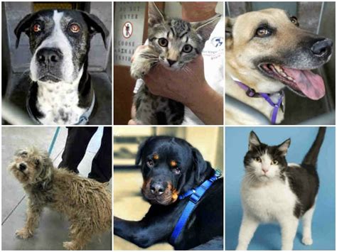 Adoptable pets from Maricopa County Animal Care and Control and Arizona ...