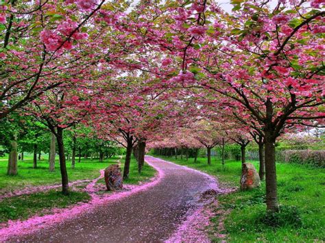 Beautiful Flower Wallpapers For You Japanese Cherry