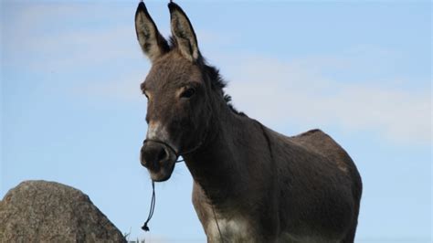 Eo Trailer A Donkey Goes On A Journey In Jerzy Skolimowskis New Epic