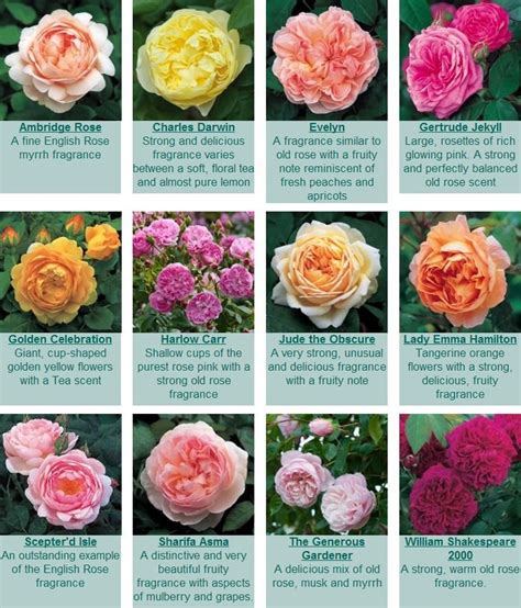 Buy Fragrant English Roses Fragrant Roses David Austin Roses