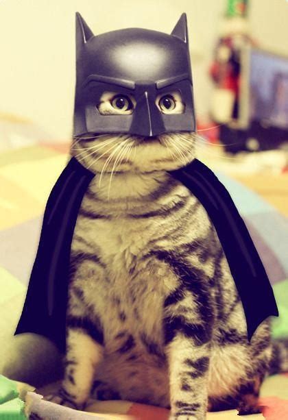 26 Hilariously Creative Halloween Costumes For Cats